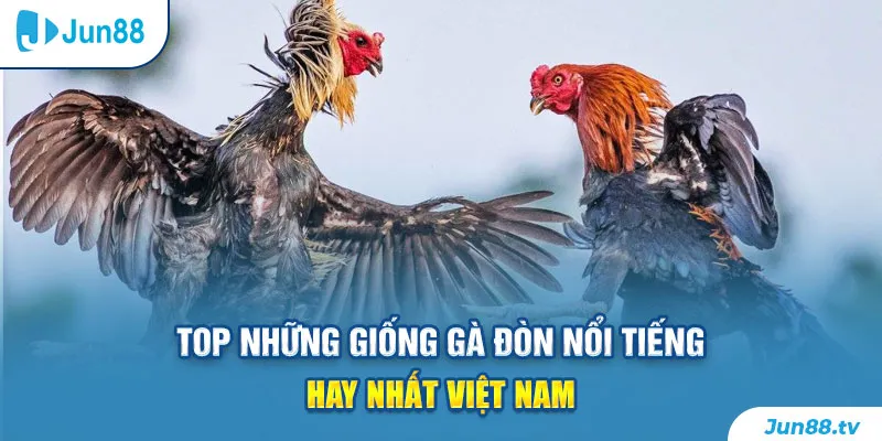 Top những giống gà đòn nổi tiếng hay nhất Việt Nam
