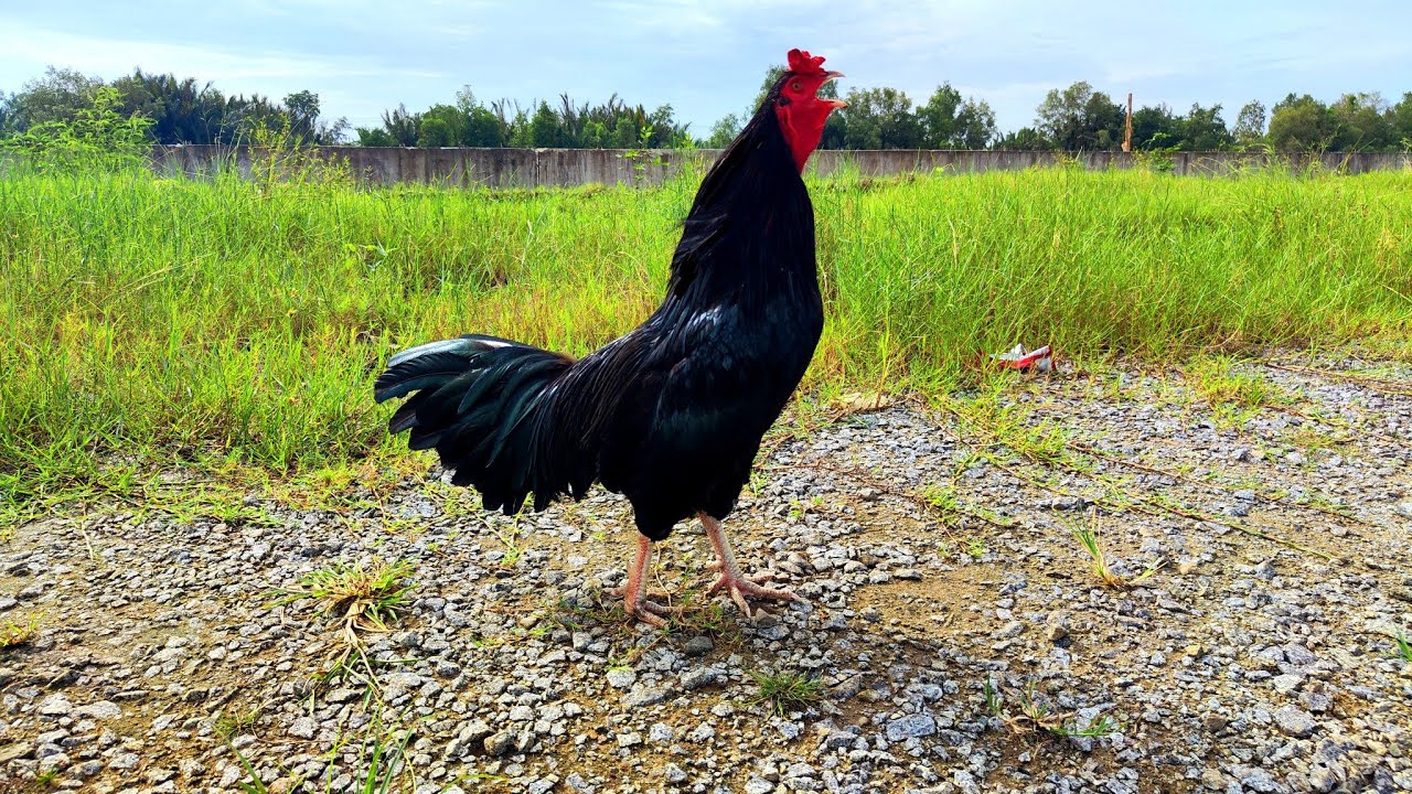 Tổng hợp một số giống gà đá ô chân trắng phổ biến hiện nay