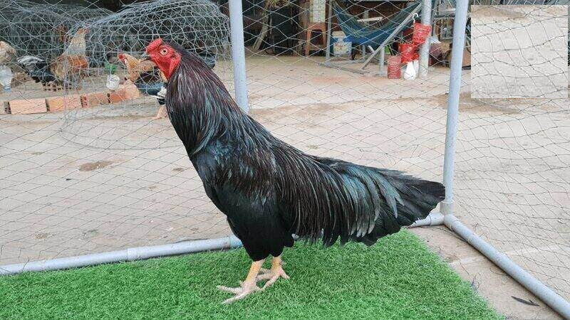 Câu hỏi liên quan đến gà ô chân trắng cần biết