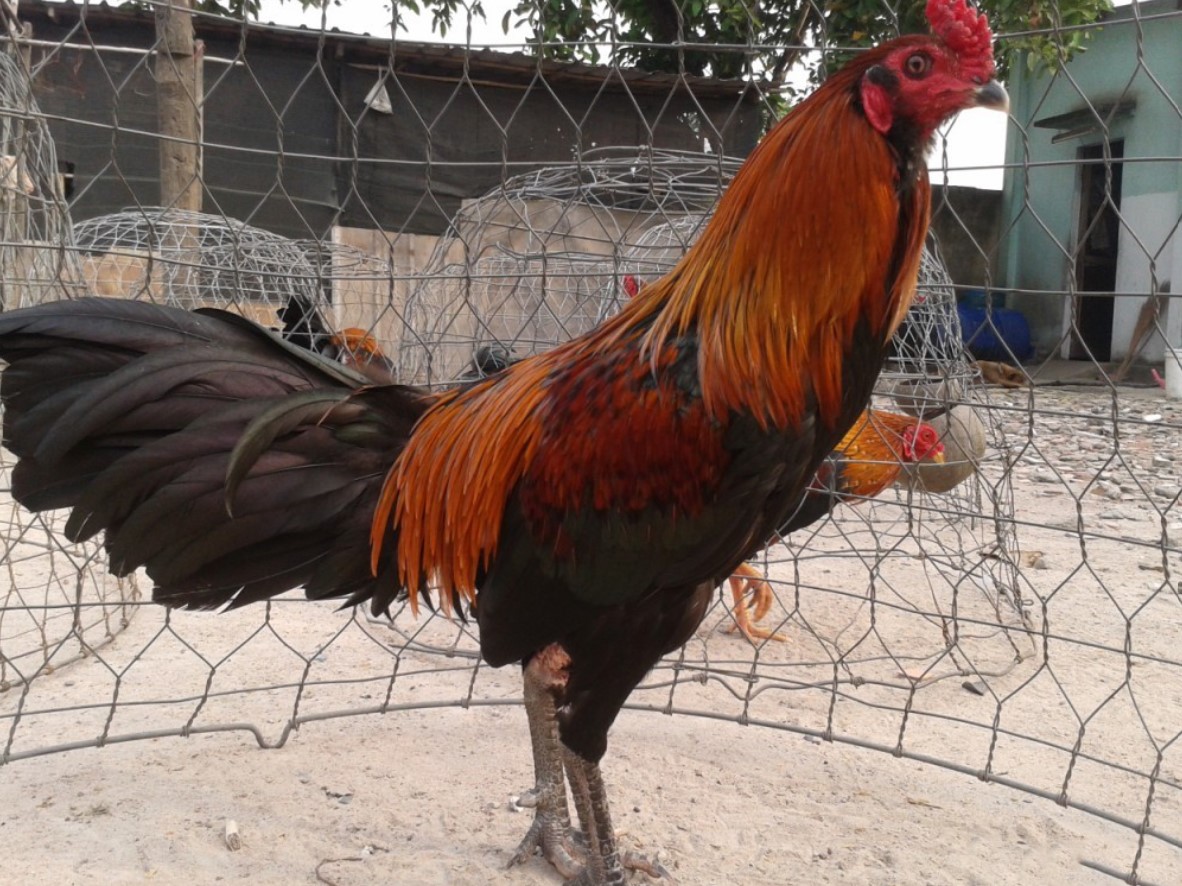 Có nhiều yếu tố ảnh hưởng đến việc đúc gà chọi mà bạn sẽ cần cân nhắc