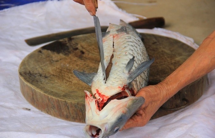 Giải mã chi tiết điều báo trong giấc mơ làm thịt cá