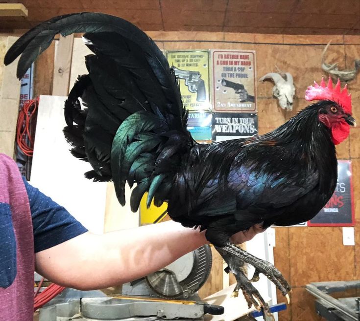 Lưu ý trong cách đúc gà đá