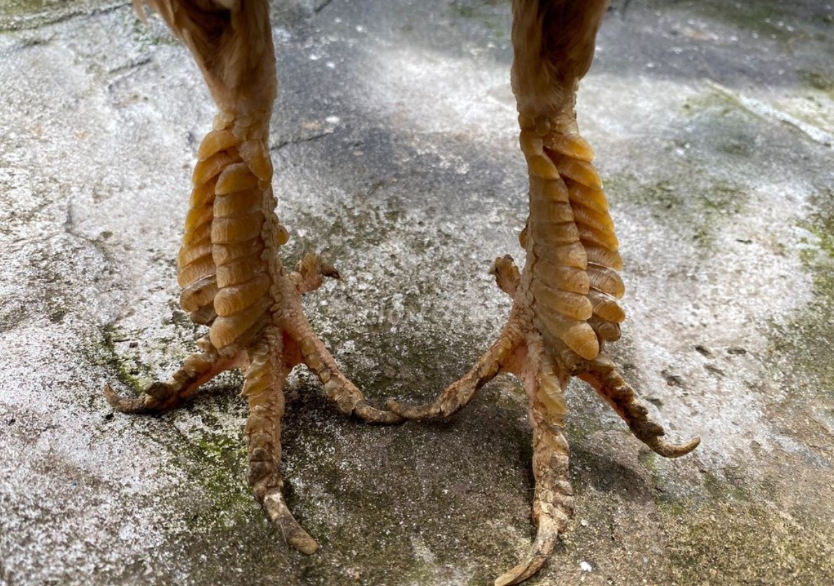 Sư kê nên chọn mua những giống gà nòi khỏe mạnh và có chân đẹp