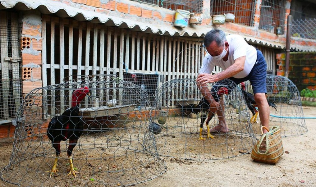 Sư kê cần theo dõi gà đá thường xuyên để phát hiện dấu hiệu bệnh tật sớm