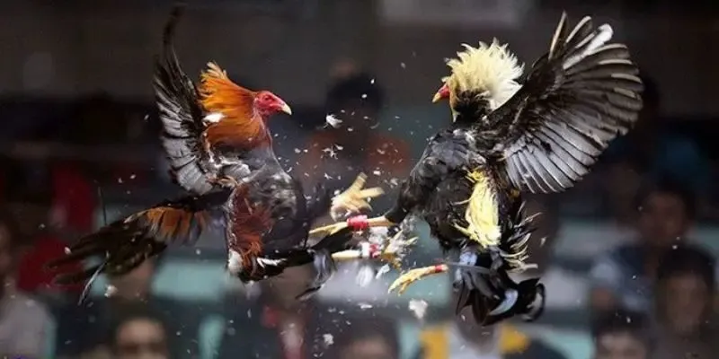 Chia sẻ cách tính điểm theo luật chấp gà đá cựa sắt