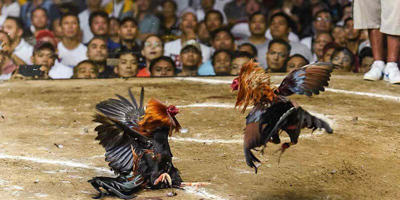 Một vài lưu ý cần nắm khi tìm hiểu luật chấp gà cựa sắt