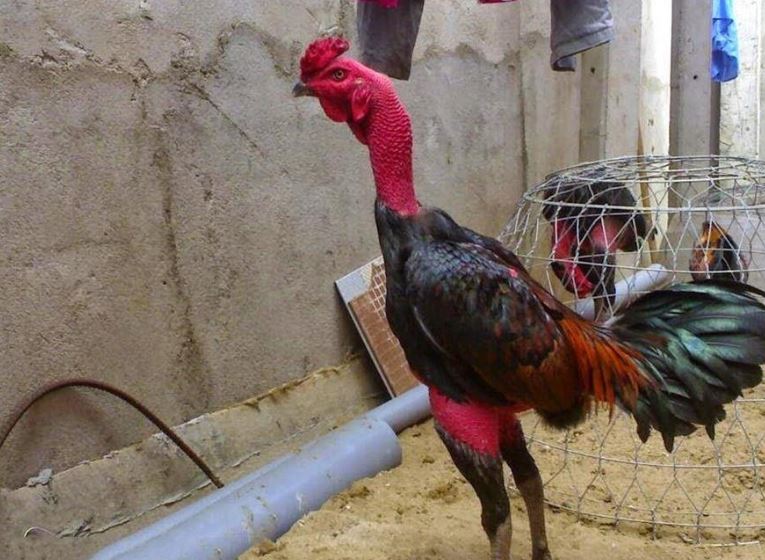 Bài tập kéo vật nhỏ giúp chiến kê tăng sức mạnh cơ bắp