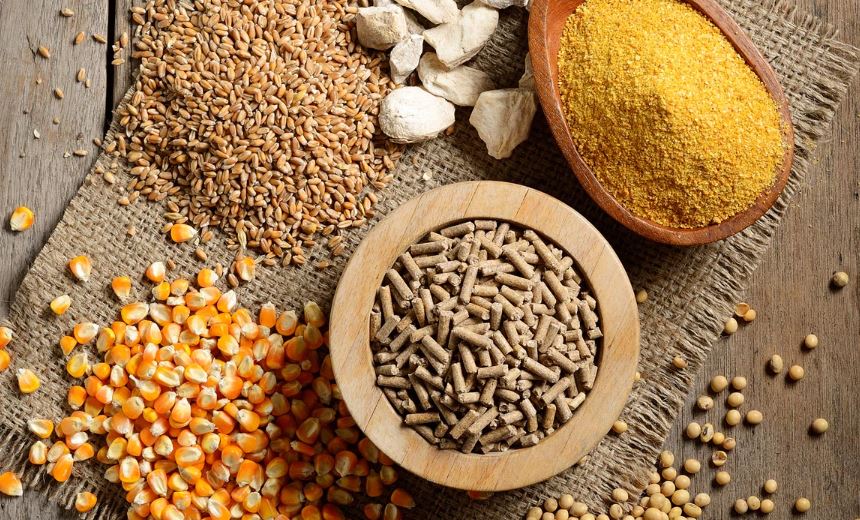 Tìm hiểu chế độ dinh dưỡng cho gà chọi