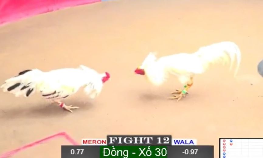 Giới thiệu trường đá gà Thomo trực tiếp hôm nay Jun88