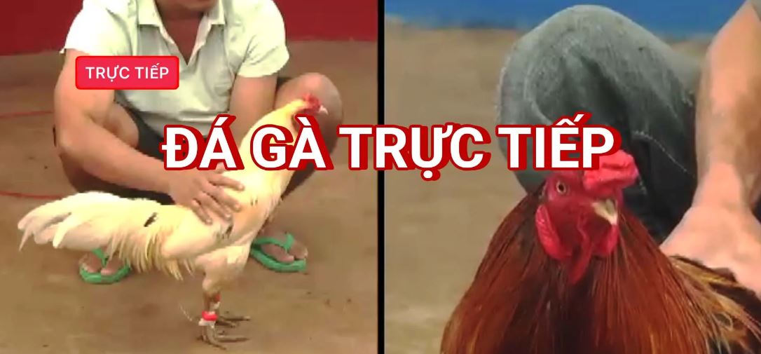 Sơ lược thông tin về đá gà cựa sắt trực tiếp