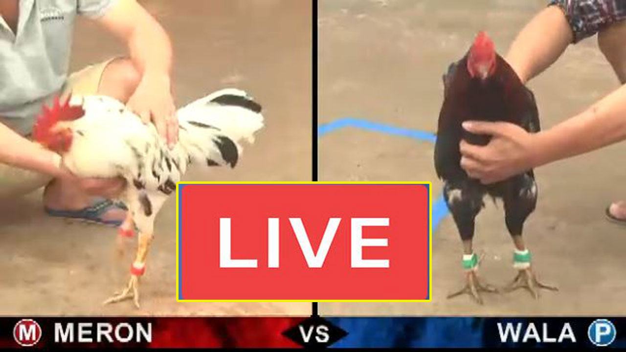 Điểm cộng nổi bật của hình thức đá gà cựa sắt trực tiếp