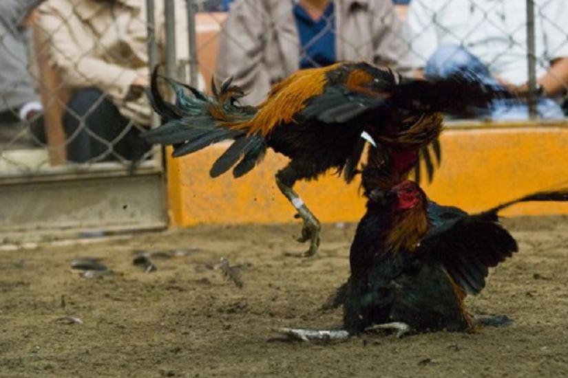 Tiết lộ các cửa cược đá gà chi tiết