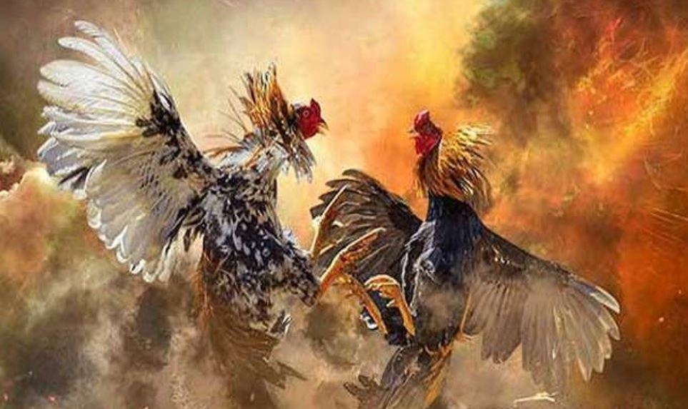 Bí kíp giúp hội viên mau thắng đậm khi cược đá gà online