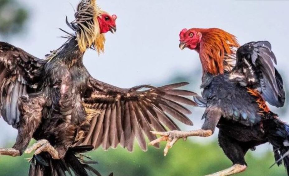 Bí kíp đặt cược đá gà Thomo 67 trực tiếp