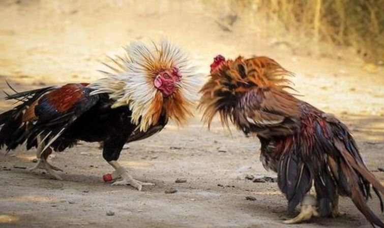 Vướng mắc thường gặp khi xem đá gà Thomo