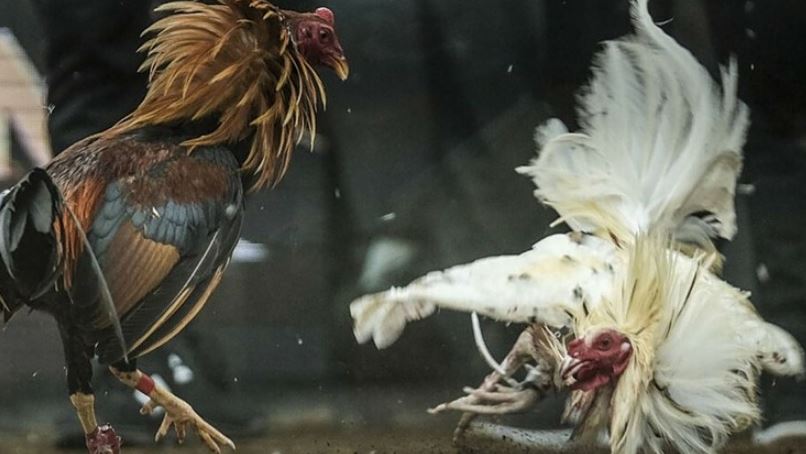 Điểm cộng nổi bật khi anh em cược đá gà C3 tại Jun88