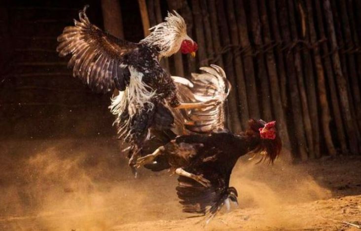 Bí kíp đặt cược giải đá gà C3 nhanh thắng đậm cho newbie