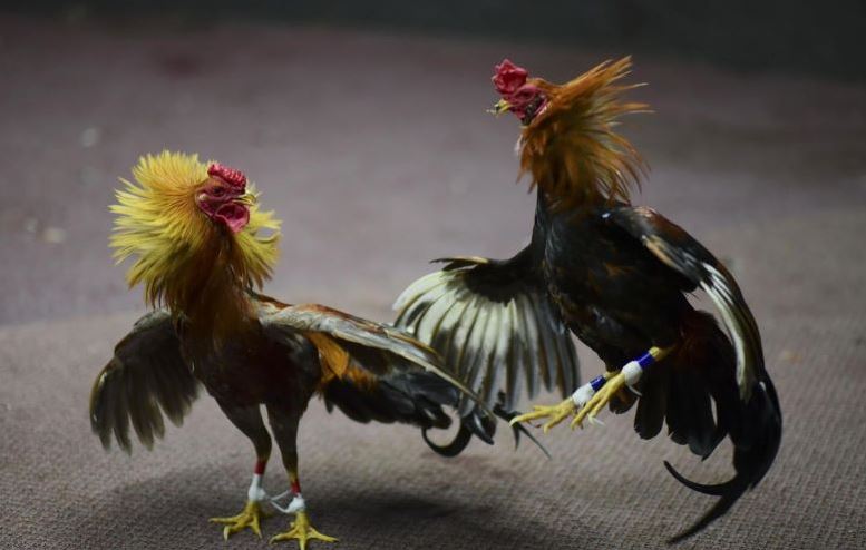 Đôi nét thông tin về đá gà hàng xáo bạn nên biết