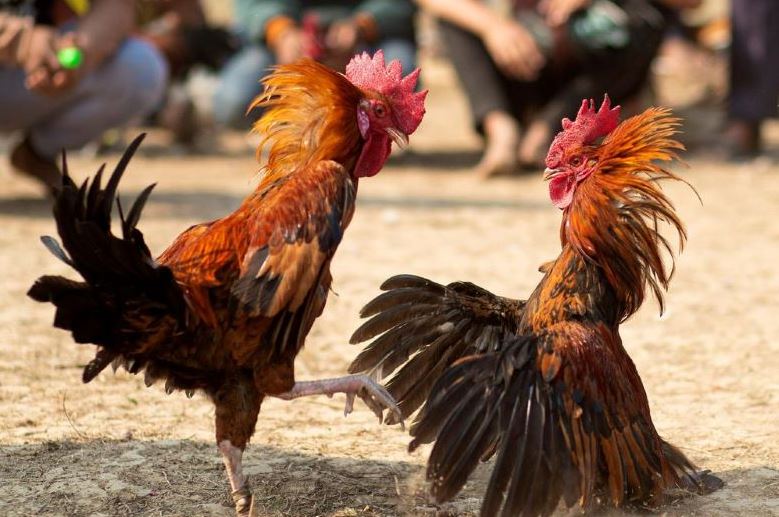 Tìm hiểu luật tham gia cược đá gà hàng xáo