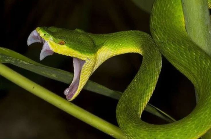 Mơ thấy rắn xanh là giấc mộng lành