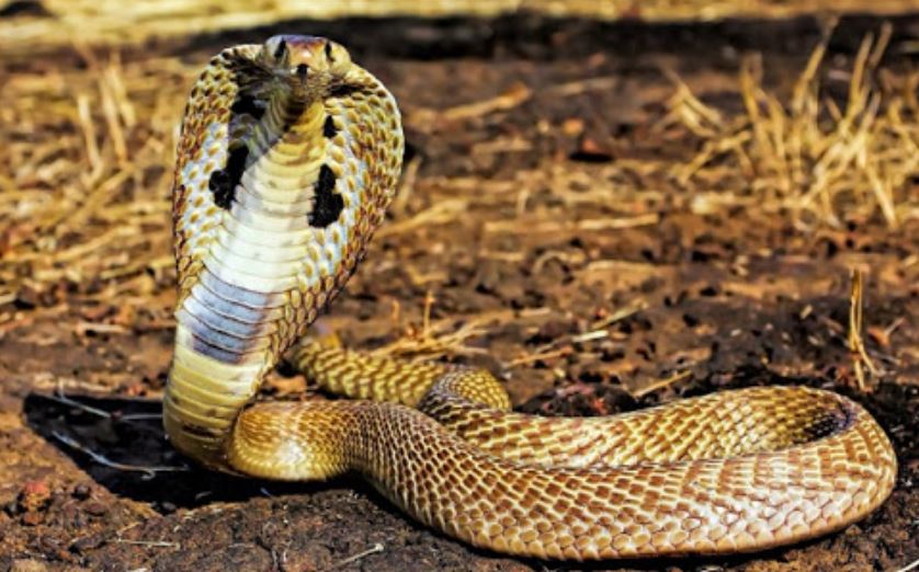 Ý nghĩa giấc mơ rắn đang săn mồi