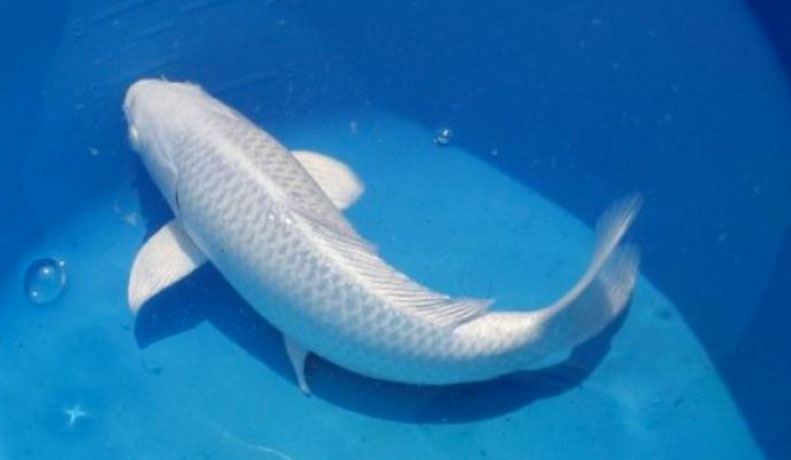 Tìm hiểu thông tin giấc mộng thấy cá trắng