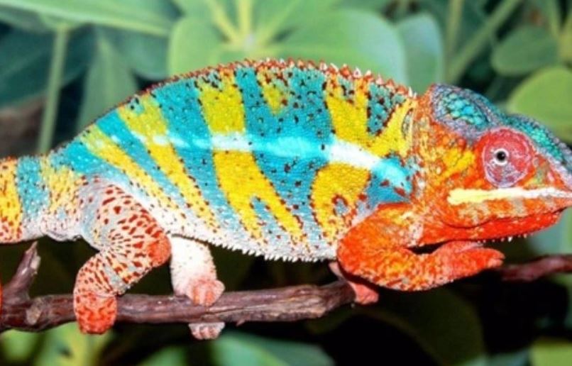 Mơ thấy tắc kè đánh số nào khi xuất hiện con nhiều màu sắc