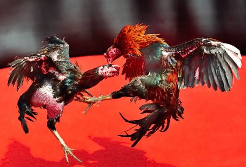 Ưu điểm ấn tượng của sân đá gà tại Jun88