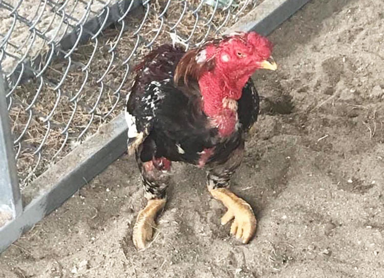 Cách nhận biết gà chiến bị bại liệt đơn giản