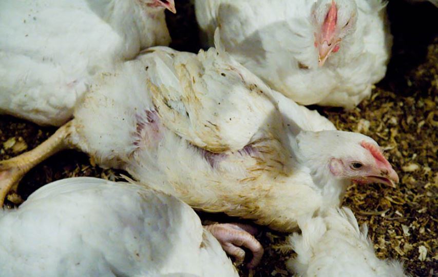 Lý do gà chiến bị tiêu chảy phổ biến nhất bạn nên biết