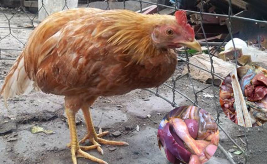 Cách khắc phục nhanh hiện tượng gà chọi bị tiêu chảy