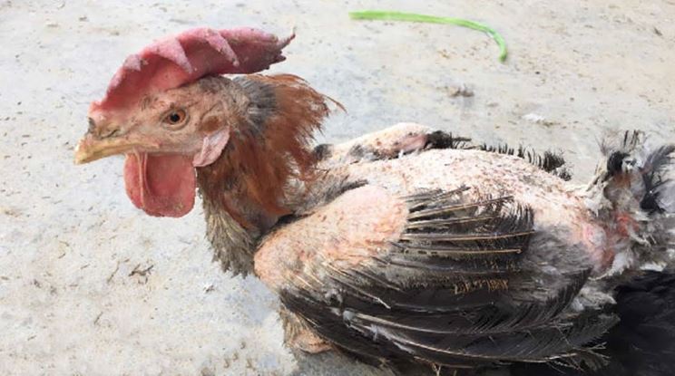 Lưu ý cần biết khi cho gà bị tiêu chảy uống nước