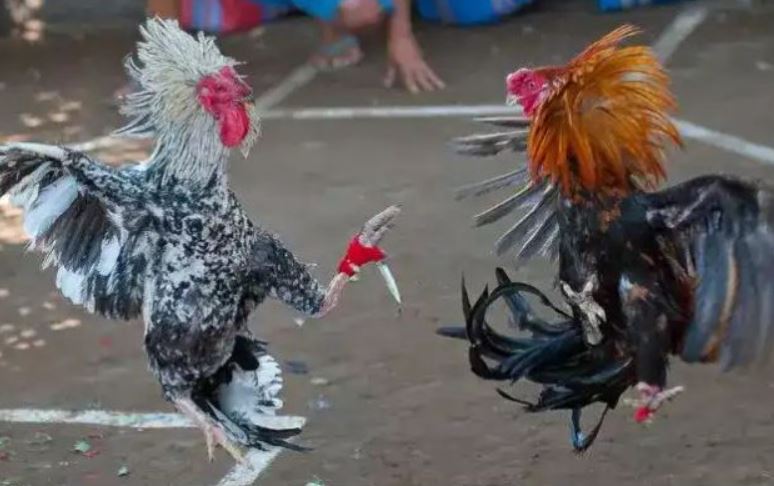 Bí kíp chọn gà dao làm chiến kê