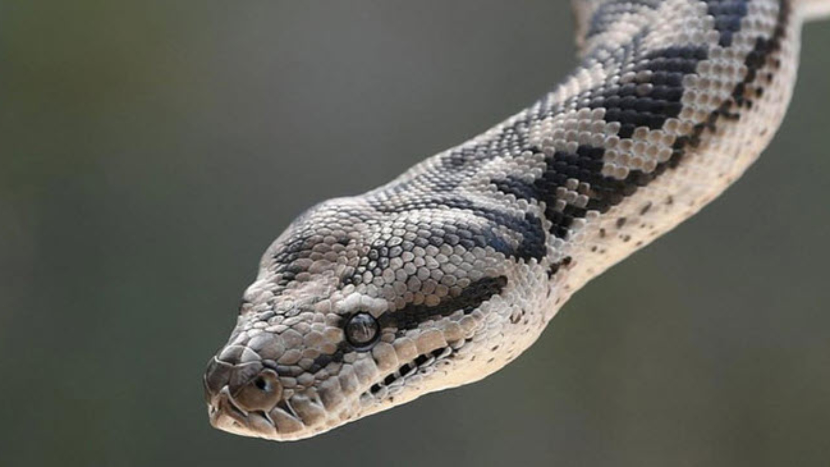 Giấc mơ thấy trăn xuất hiện khá phổ biến