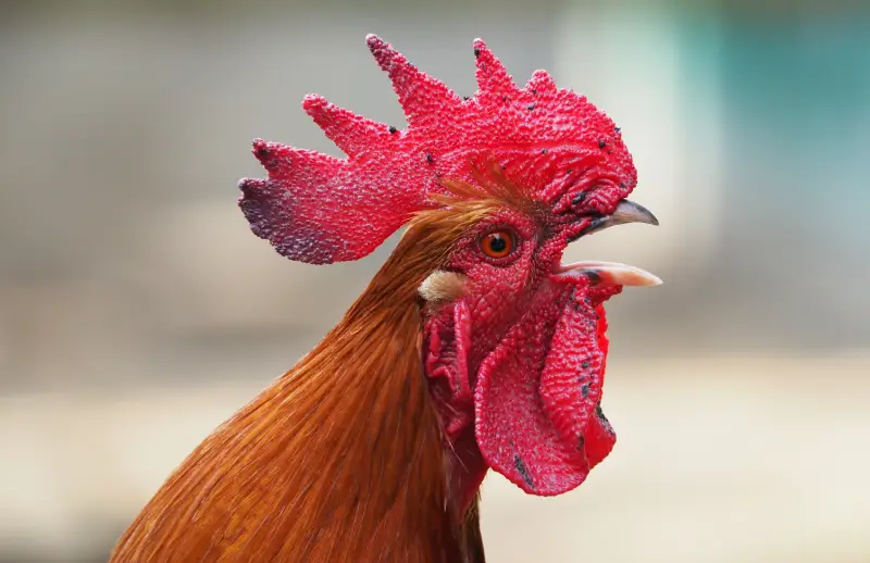 Mồng gà đá hiện nay có rất nhiều hình dáng