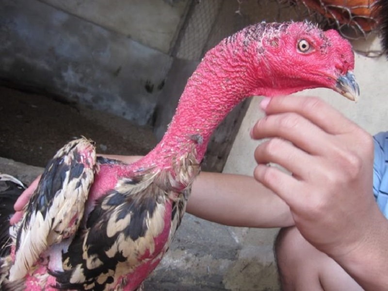 Tùy theo từng giống gà sẽ áp dụng cách làm cổ gà chọi to khác nhau