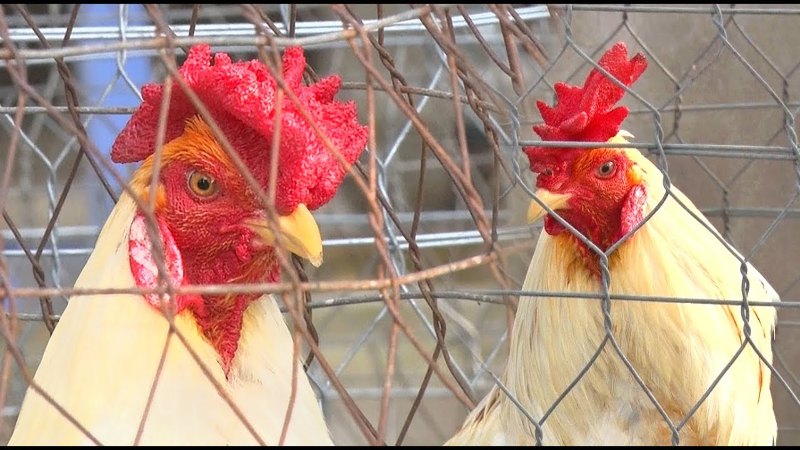 Gà đá mồng trà có nguồn gốc từ khu vực miền Bắc và Trung