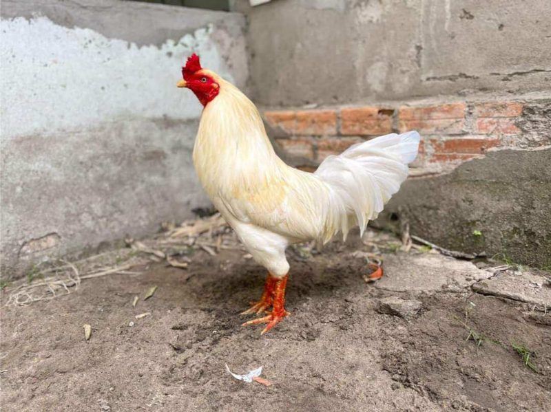 Gà đá úa được nhận biết dựa theo bộ lông trắng xen chút vàng