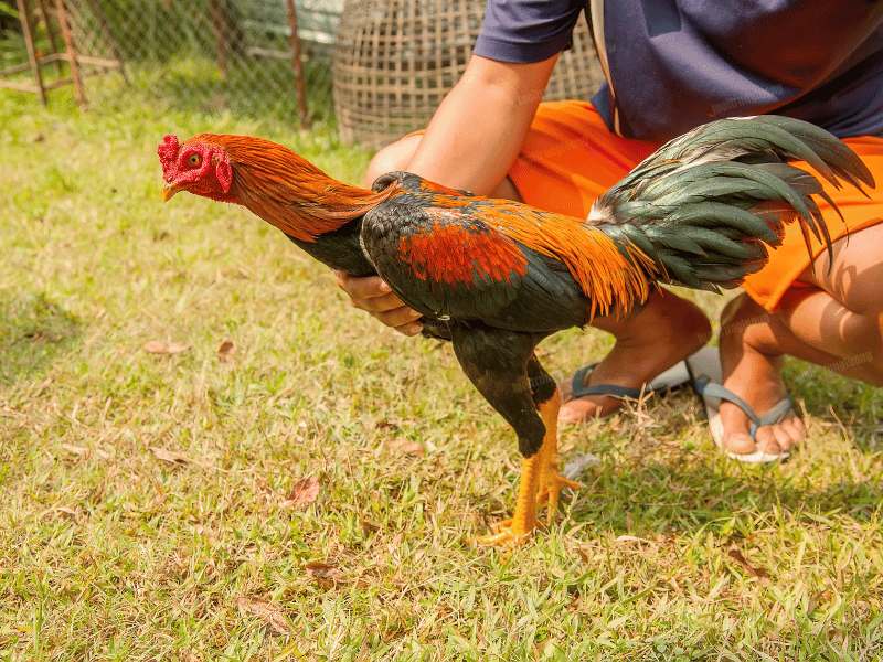 Anh em thực hiện nắn lại nhẹ vị trí xương hoặc khớp bị lệch