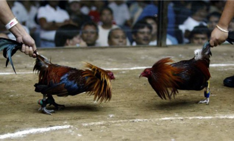 Một số lưu ý mà các nài gà cần biết khi sửa gà