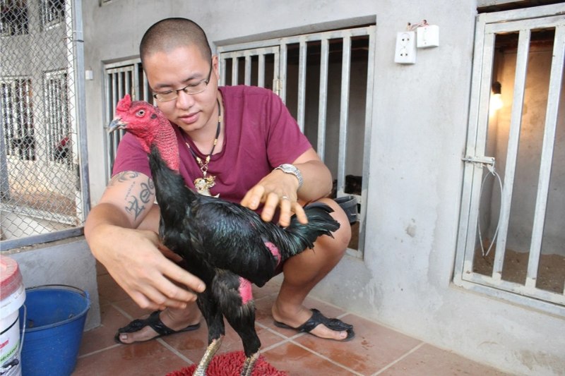 Điểm danh một số nài gà giỏi và chuyên nghiệp trong giới