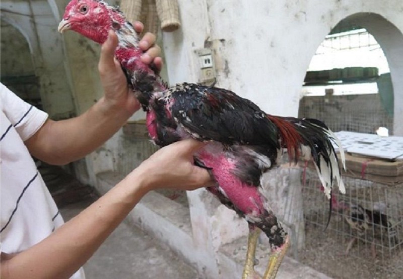 Các sư kê trong giới áp dụng theo nhiều phương pháp bế gà khác nhau