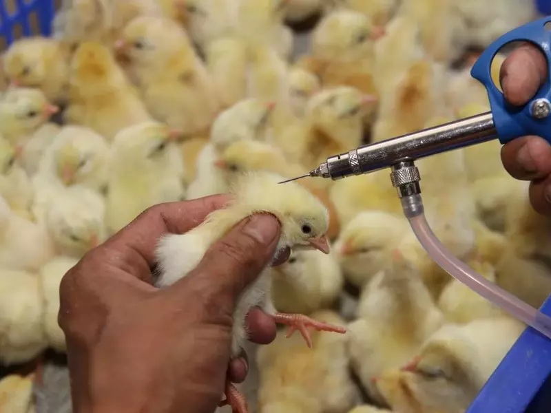 Tiêm phòng theo định kỳ giúp gà con tránh nhiều loại bệnh