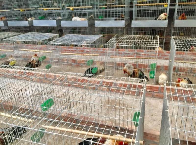 Bạn chuẩn bị chuồng trại thoáng mát và sạch sẽ