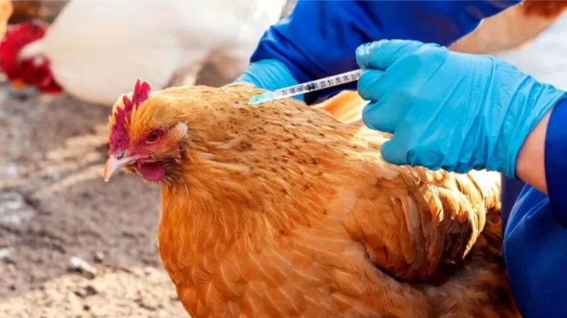 Chú ý lịch trình tẩy giun và tiêm vắc-xin định kỳ