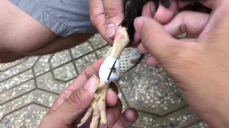 Cách băng cựa gà đá chuẩn kỹ thuật giữ vai trò khá quan trọng