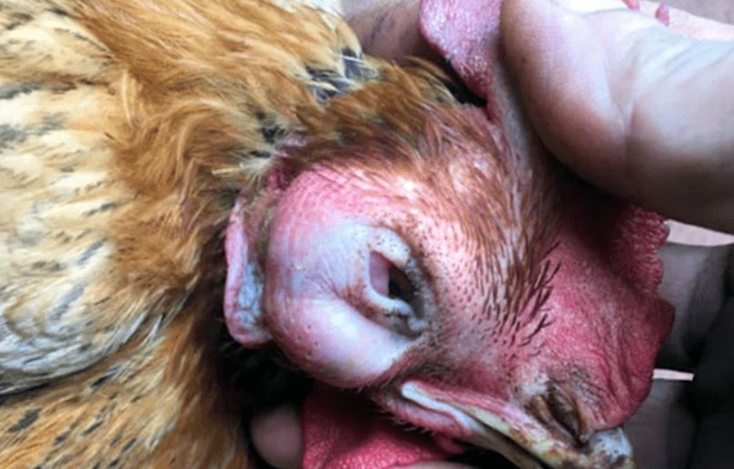 Tìm hiểu bệnh sưng phù đầu ở gà chiến