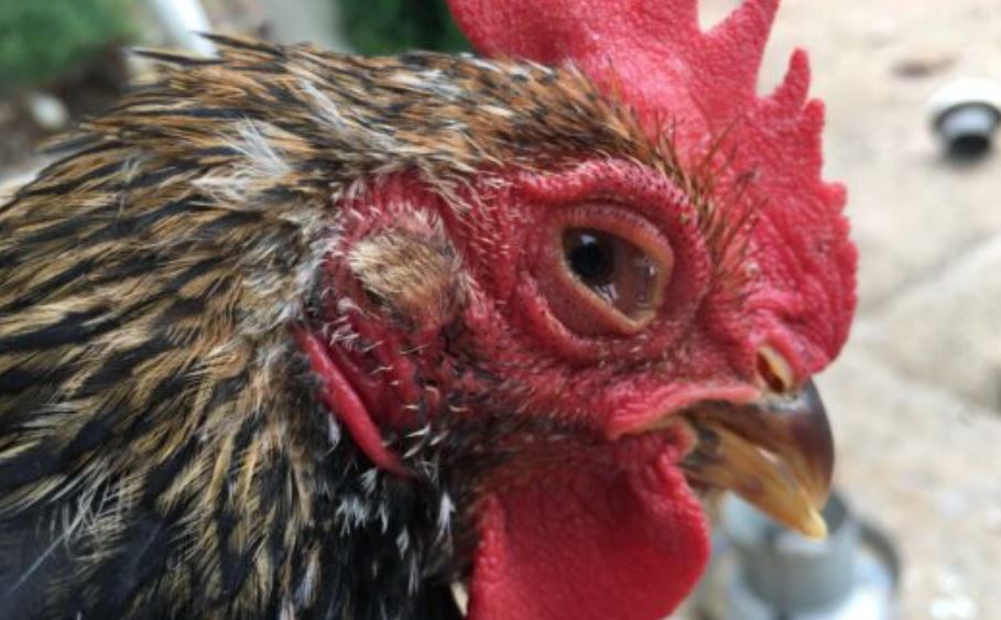 Anh em nên sát trùng chuồng trại để tránh lây bệnh cho gà khoẻ mạnh