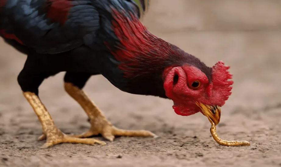 Hướng dẫn chọn giống gà đá có lực