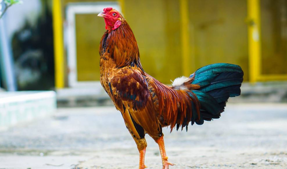 Bật mí chi tiết quy trình xổ gà đá chi tiết